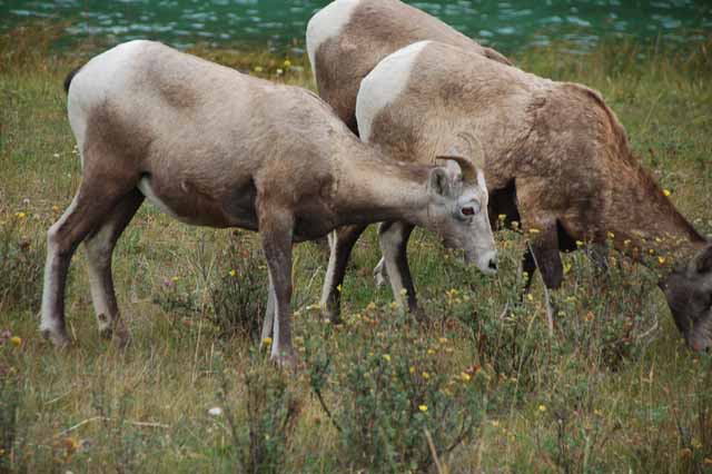 mountain sheep